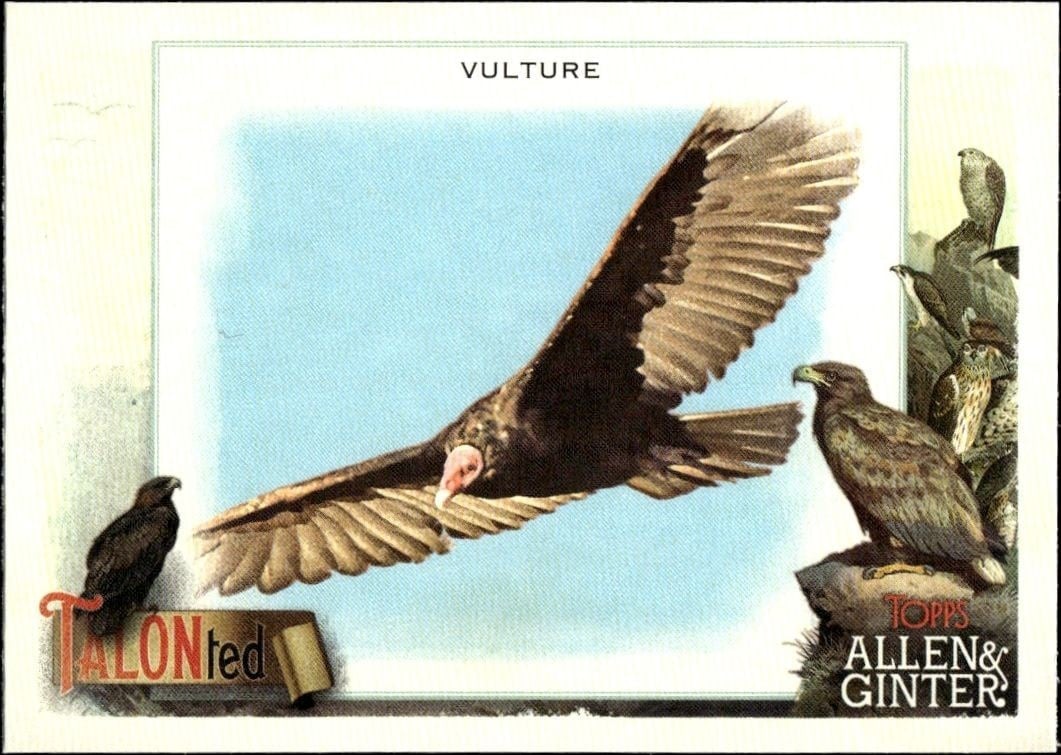 2023 Topps Allen & Ginter Vulture #TT-4 trading card