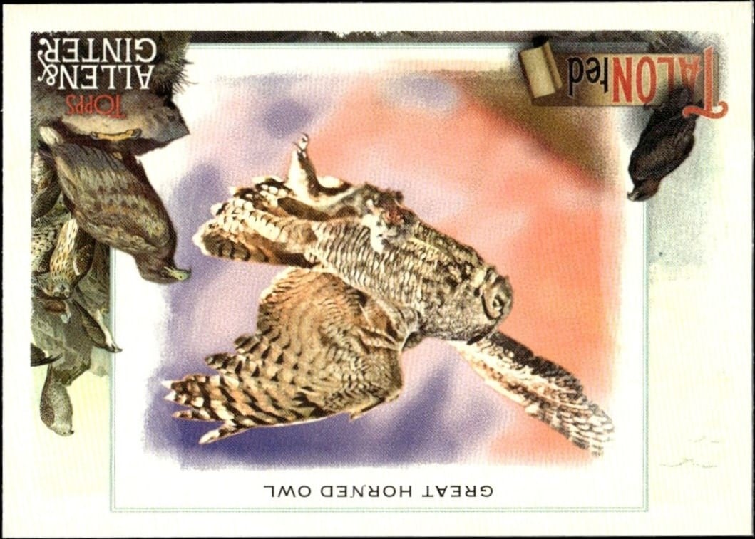 2023 Topps Allen & Ginter Great Horned Owl #TT-7 trading card