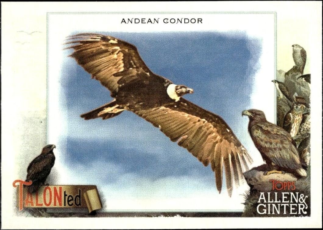 2023 Topps Allen & Ginter Andean Condor #TT-2 trading card