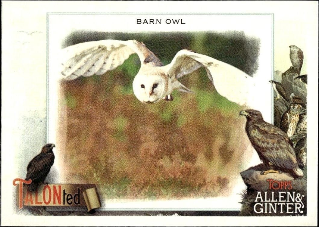 Barn Owl 2023 Topps Allen & Ginter #TT-16 Baseball Trading Card - Front 2023 Topps Allen & Ginter Barn Owl #TT-16 baseball trading card front