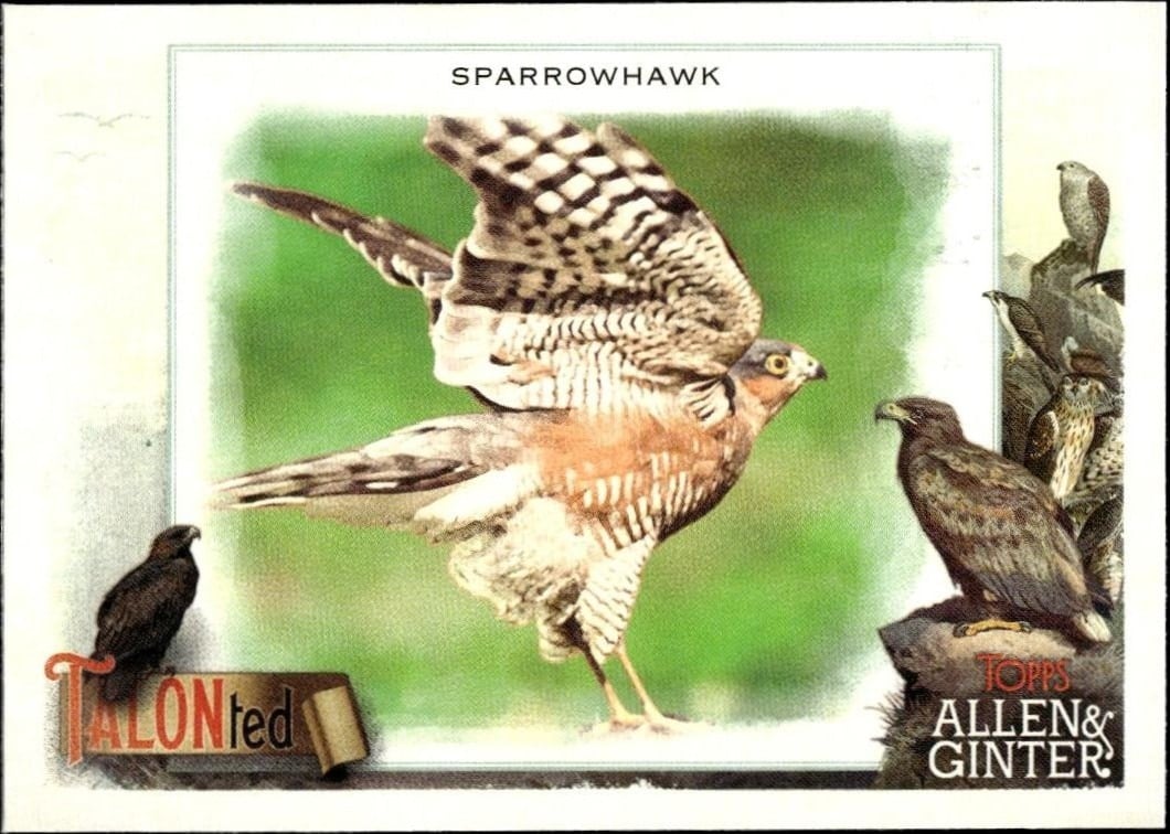 Sparrowhawk 2023 Topps Allen & Ginter #TT-13 Baseball Trading Card - Front 2023 Topps Allen & Ginter Sparrowhawk #TT-13 baseball trading card front