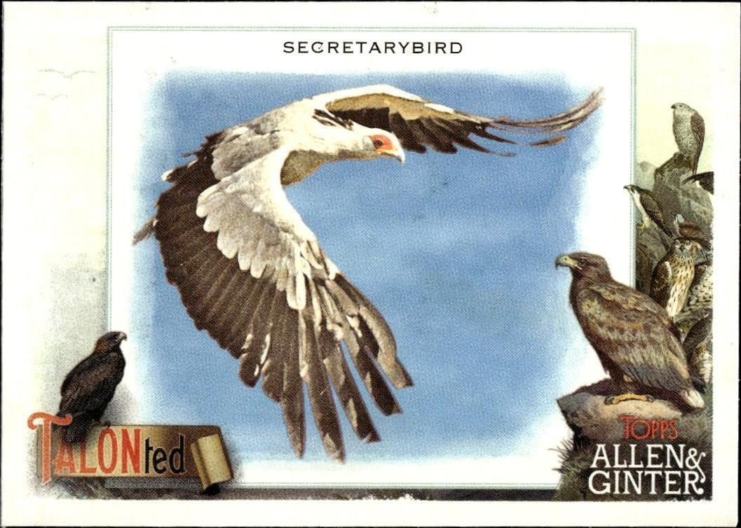 Secretarybird 2023 Topps Allen & Ginter #TT-11 Baseball Trading Card - Front 2023 Topps Allen & Ginter Secretarybird #TT-11 baseball trading card front