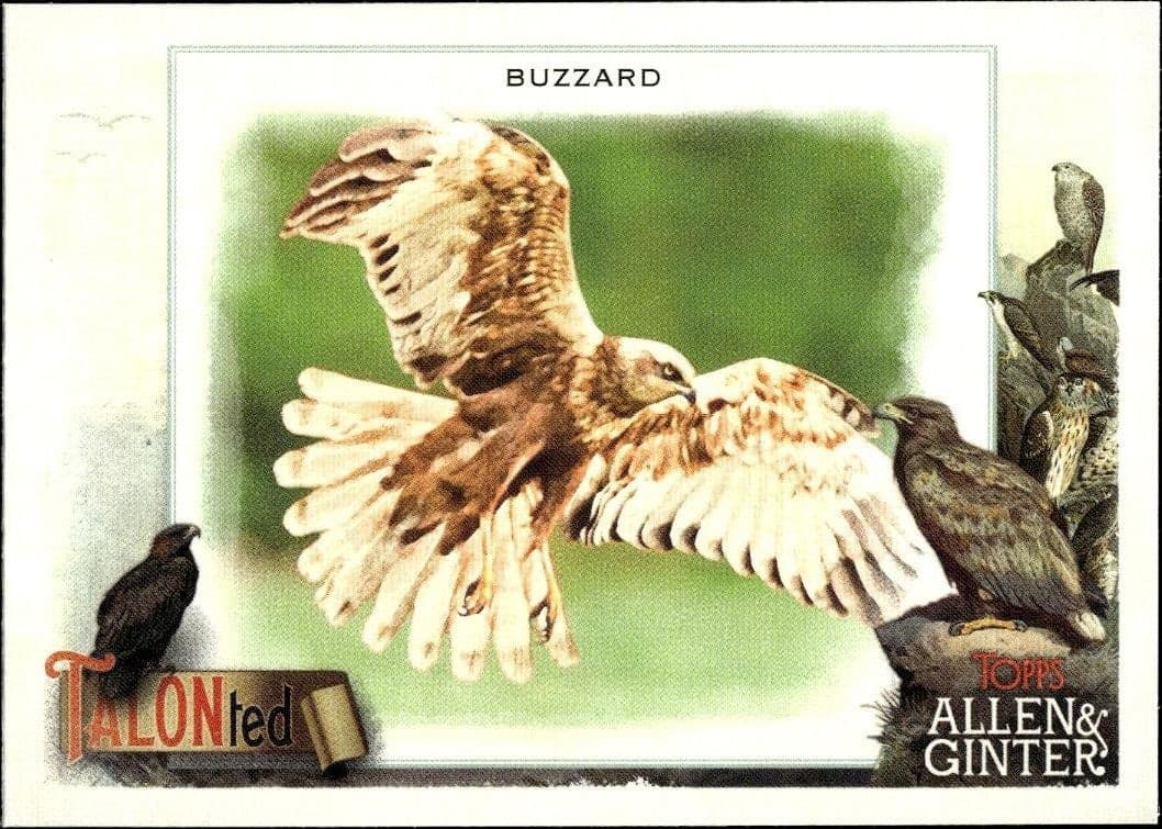 2023 Topps Allen & Ginter Buzzard #TT-6 trading card