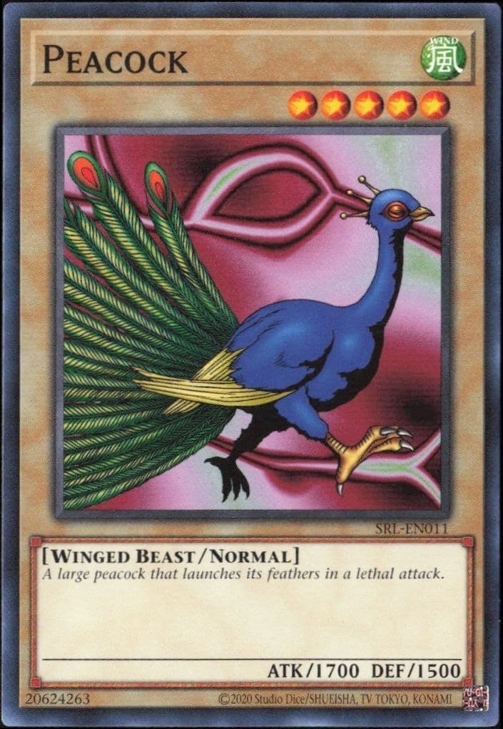 Peacock - Front