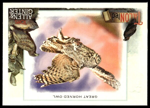 2023 Topps Allen & Ginter Great Horned Owl Talonted #TT-7 (Front)