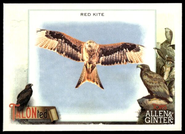 2023 Topps Allen & Ginter Red Kite Talonted #TT-14 (Front)