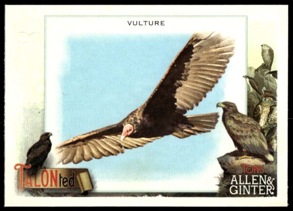 2023 Topps Allen & Ginter Vulture Talonted #TT-4 (Front)