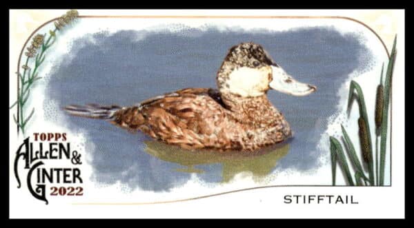 2022 Topps Allen & Ginter Stifftail Ducks Mini #MD-8 (Front)